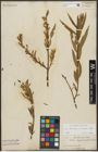 Foto von Salix triandra L. x Salix viminalis L.